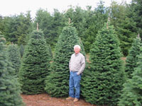 Noble Fir